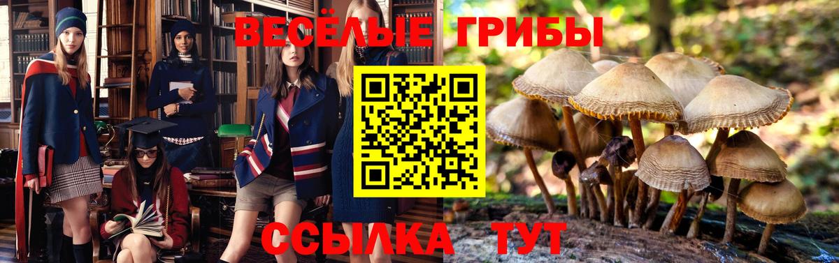 Галлюциногенные грибы мицелий Сокол